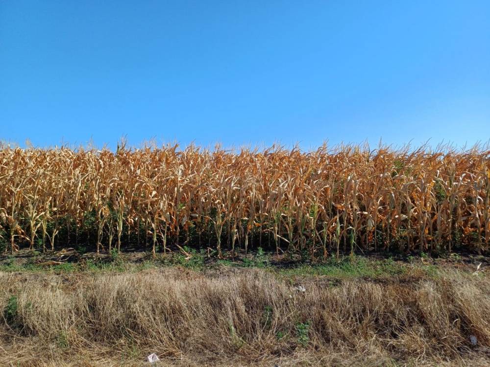 Hivatalosan négyszeresére nőtt az aszály sújtotta terület Romániában