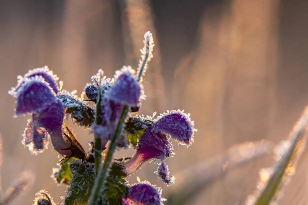 Székelyföld-szerte fagyott csütörtökre virradóan