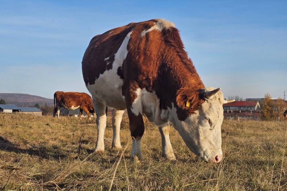 Ekkora lesz idén a mezőgazdasági és állattenyésztési támogatások keretösszege