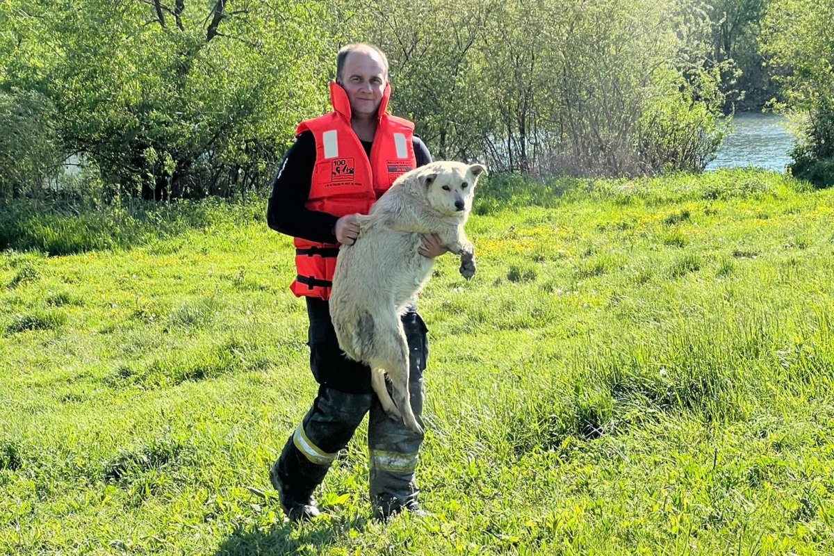 Csónakkal mentették ki a folyó közepén rekedt kutyát a tűzoltók
