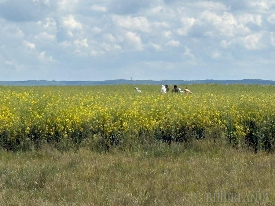 Hatórányi keresés után egy repceföldön elbújva fogták el a mezőn meggyilkolt 18 éves lány gyilkosát