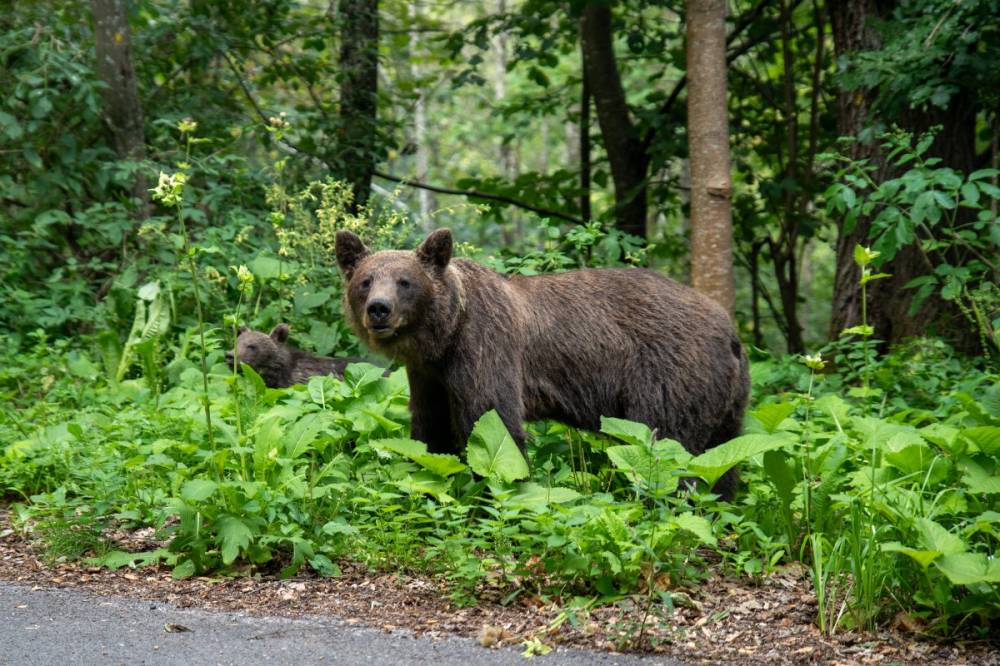Négybocsos anyamedve ólálkodik Bodok közelében