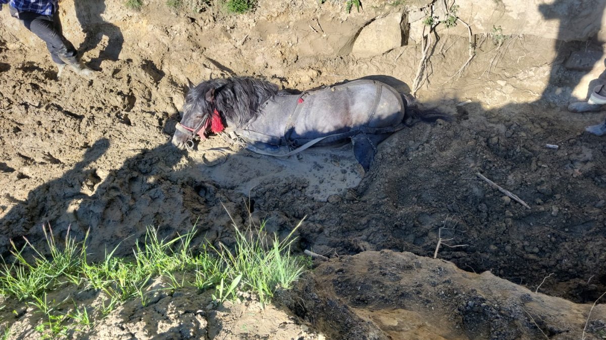 Közúti balesetek áldozatain, bajba jutott állatokon segítettek a háromszéki tűzoltók