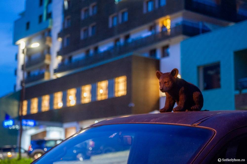 Tusnádfürdő sikere, avagy hogyan lett egy székelyföldi településen a medveproblémából követendő modell