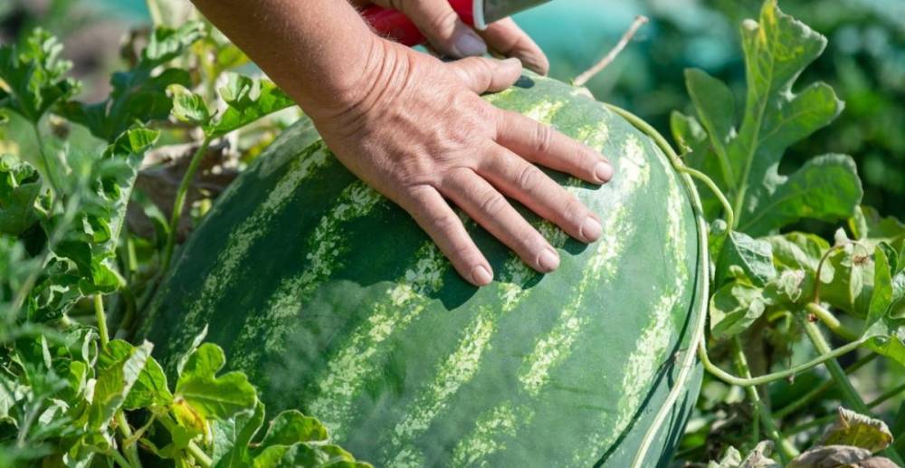 A hűvös időjárás miatt csak később kerülhet a piacokra a román görögdinnye