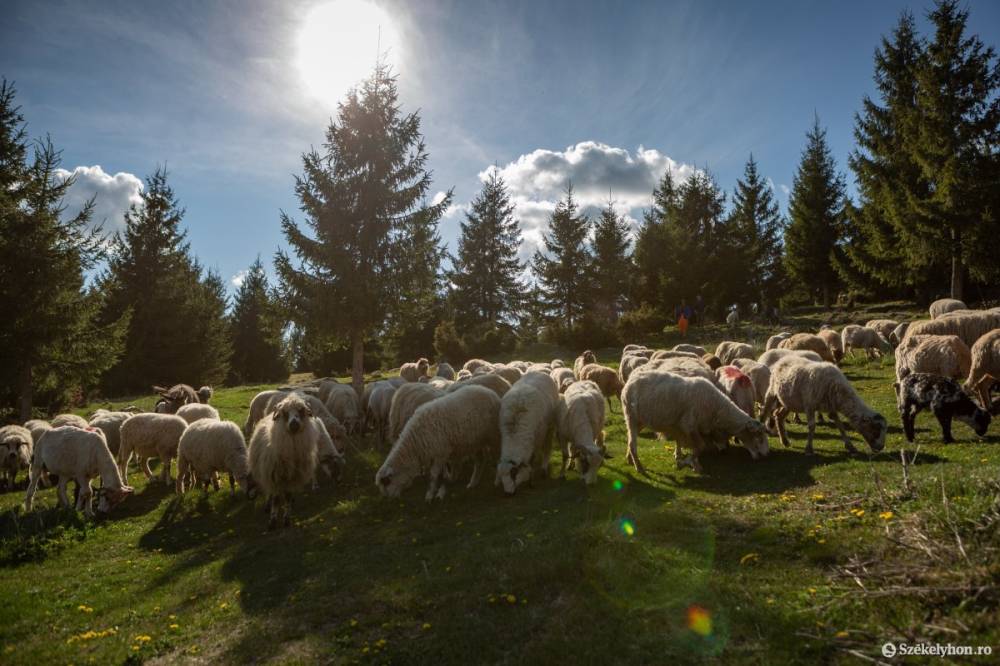 Az APIA támogatást is befolyásolhatja a kiskérődzők pestise