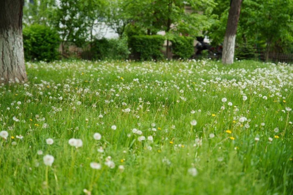 Egyre korábban kezdődik és tovább tart pollenszezon – mit tehetnek az allergiások?
