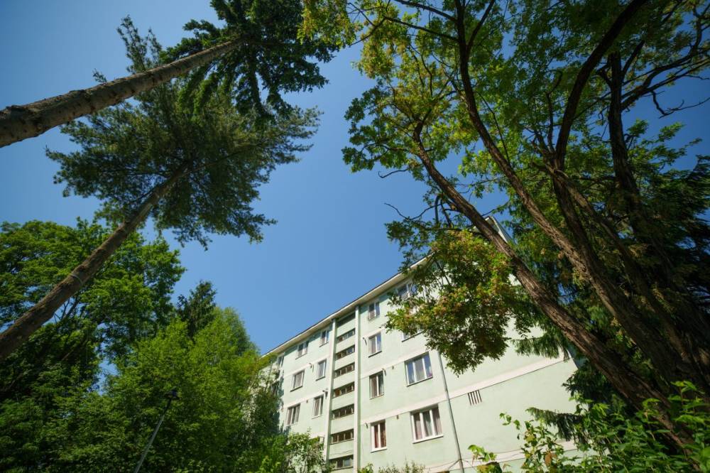 Kétezer lejt is fizethetünk egy közterületi fa kivágatásáért