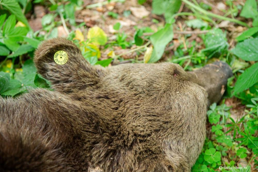 Kilőtték a Martonosba bejáró medvét, de van másik