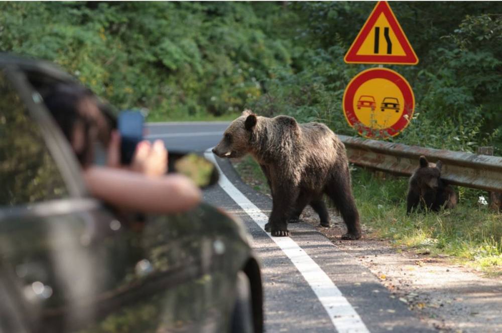 Újabb medvetámadás a Transzfogarason: német turistára támadt a nagyvad