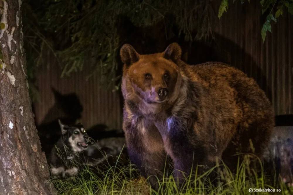Medvét láttak több Hargita megyei településen
