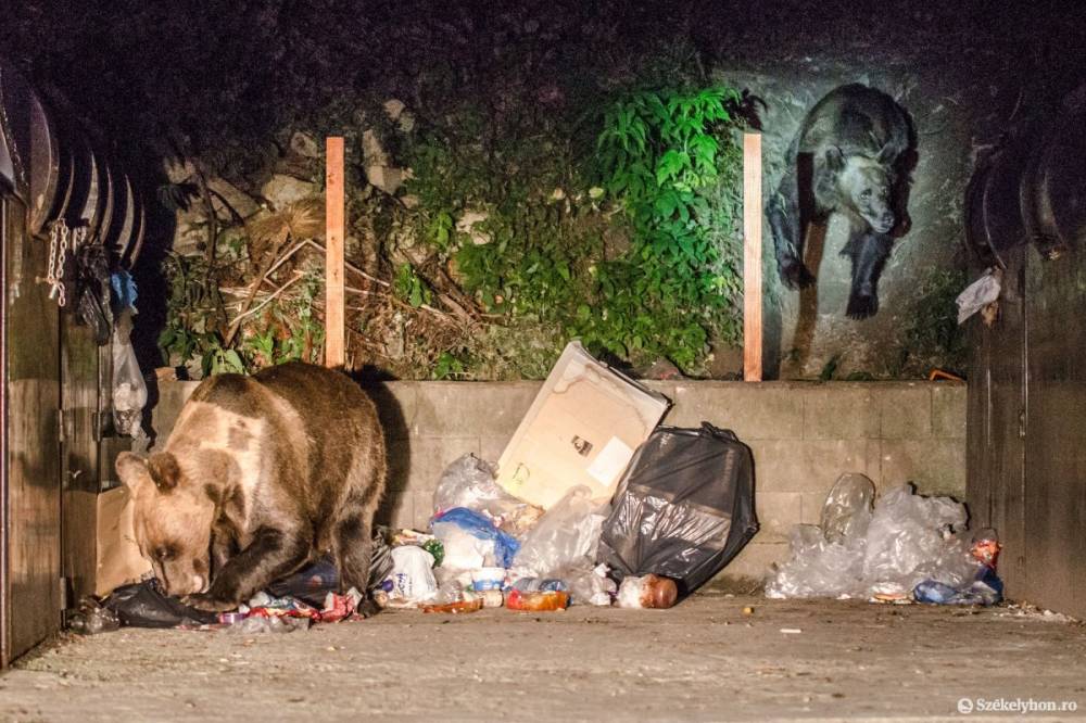 Még egy kukázó medvét kilőtték Brassóban