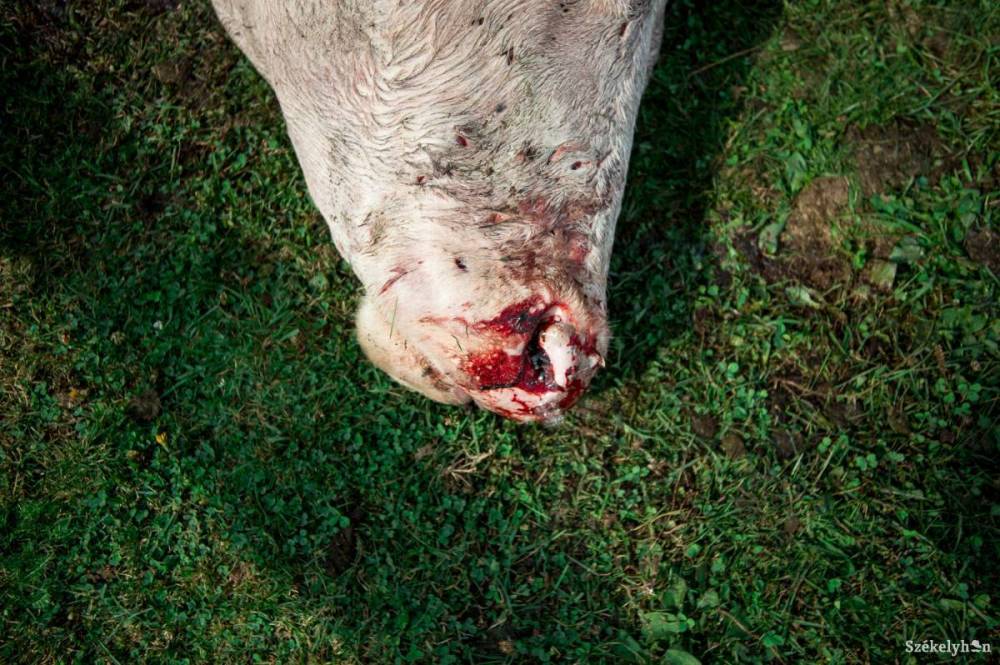 Elpusztított egy lovat és jött a tehénért is a behemót medve, amikor kilőtték