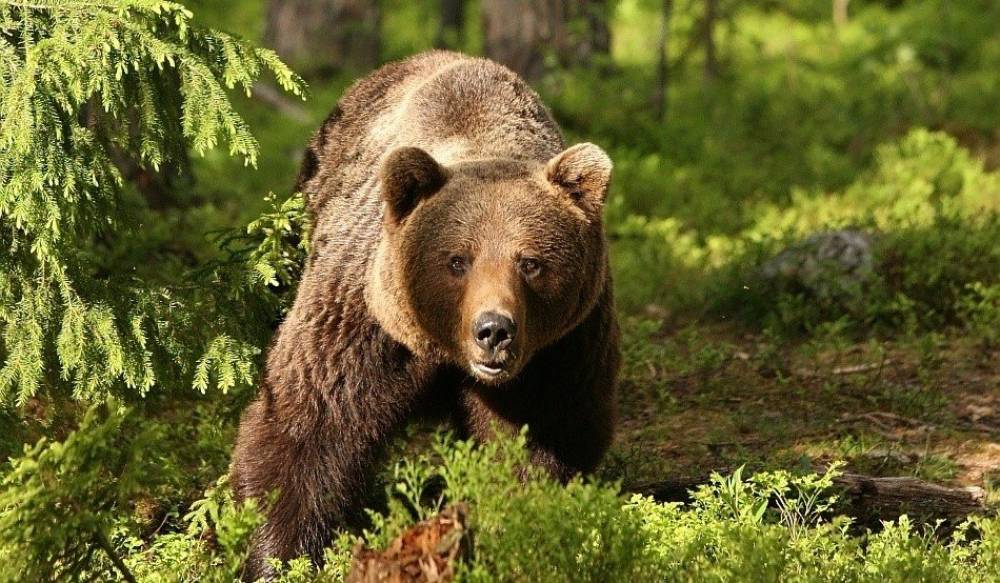 Tánczos az Európai Bizottságnak: ne legyen szigorúan védett faj a barna medve