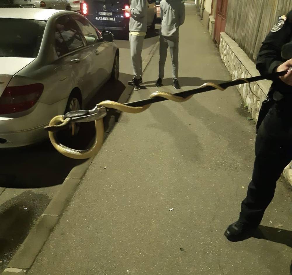 Kígyót talált a motortérben egy autós