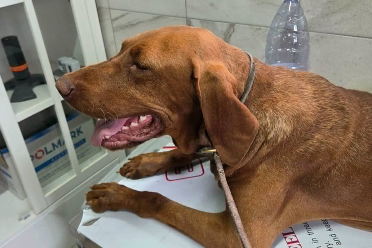 Örökbefogadhatóvá vált az erdőben sorsára hagyott, kikötött vizsla