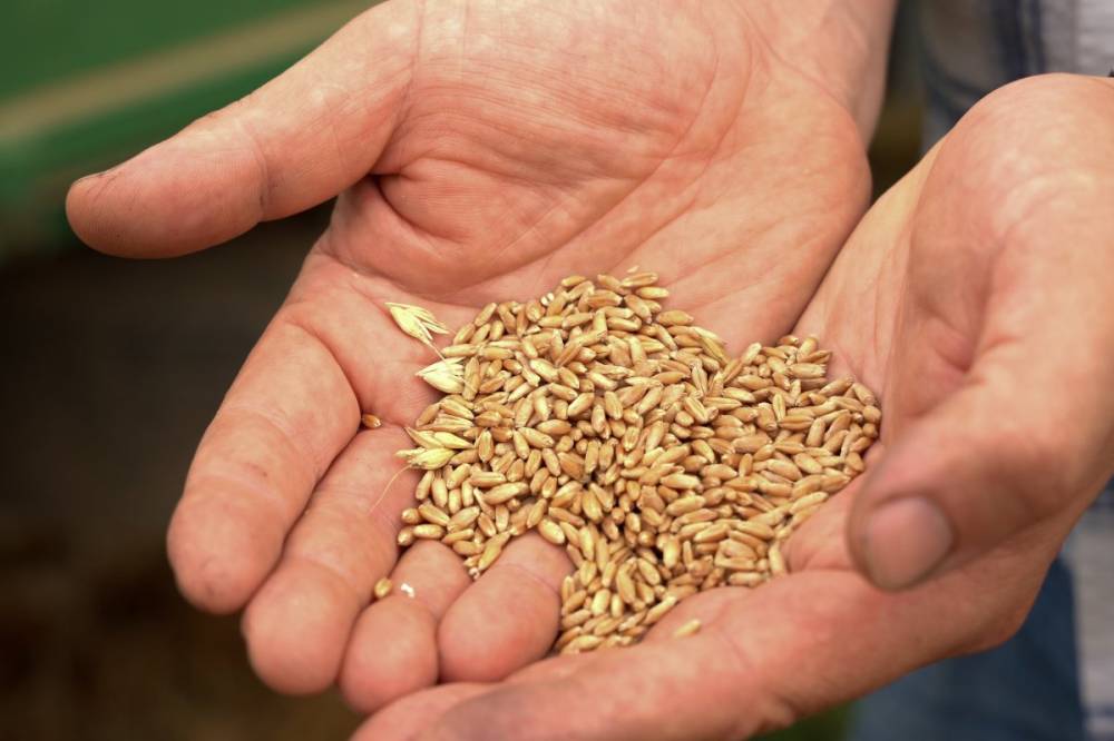 Románia agrár-paradoxona: exportáljuk a búzát, importáljuk a kekszet