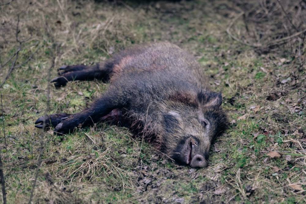 Hogyan lesz a kilőtt vaddisznóból szalámi? A vadhús hosszú útja az erdőtől a boltokig