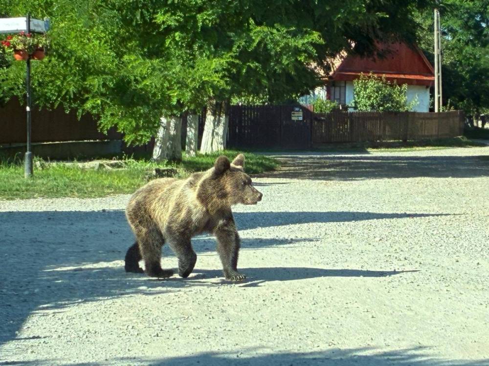 Fiatal medve járt be Felsőboldogfalvára