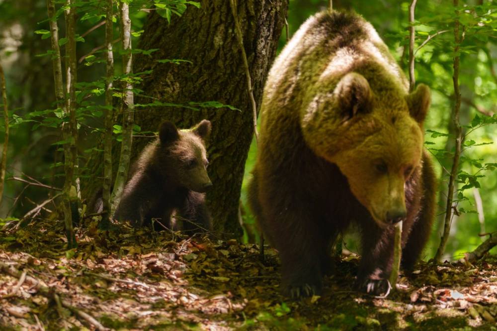 Medveexport: először költöztetnek külföldre nagyvadakat Romániából