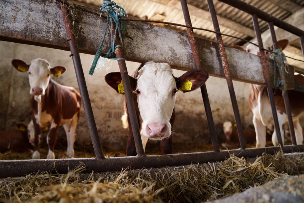 Állami támogatás a szarvasmarha- és sertéstenyésztőknek, felkészül a juhágazat