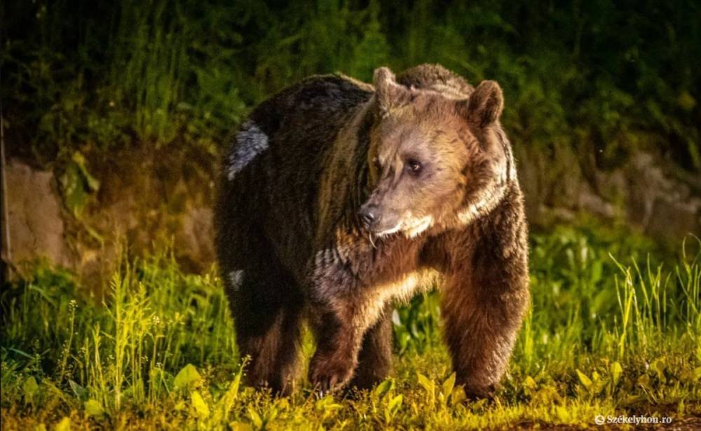 Hárombocsos anyamedve borogatta a kukákat a Malom utcában Székelyudvarhelyen