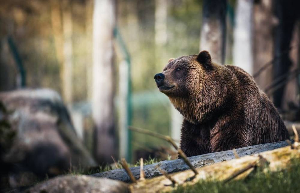 Már Nagybánya utcáján is felbukkant a medve