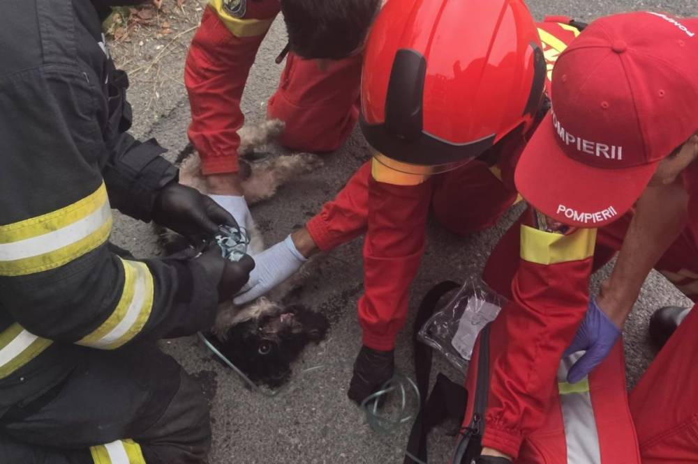 Oxigénnel és masszázzsal segítettek a lakástűzből kimentett kiskutyán, az állat pedig magához tért – videóval