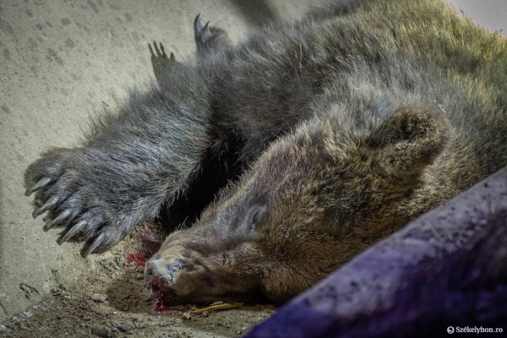 Kiszállt az elütött medvéhez, az állat azonnal rátámadt