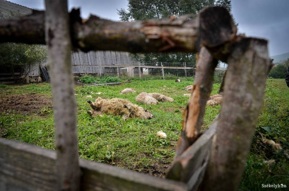 Mérséklődött a vadkárok száma Hargita megyében, de továbbra is vannak gondok