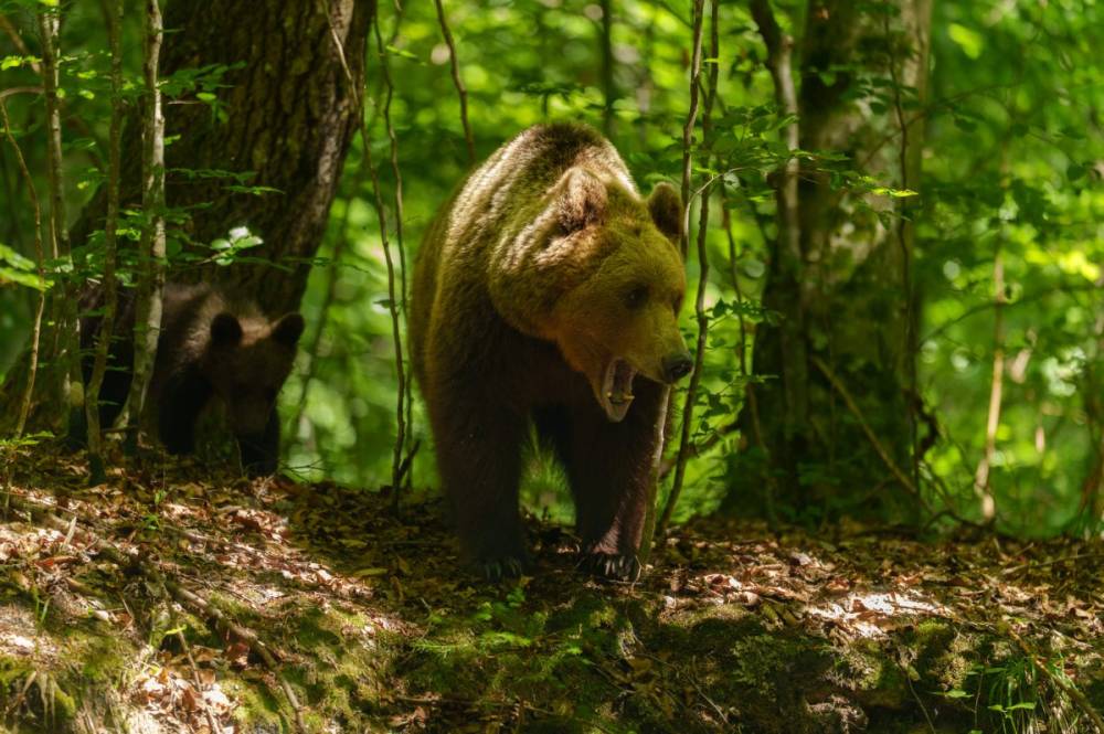 Elfogadták a kilövési kvóta megduplázását, 859 medve lehet a célkeresztben évente