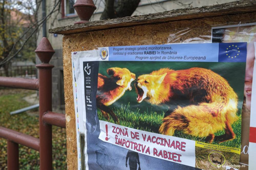 Ezt kell tenniük a csíkszeredaiaknak, miután a város területén is kimutatták a veszettséget