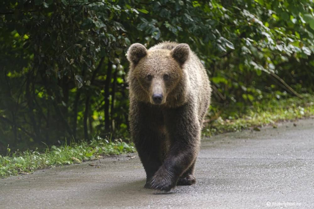 Fényes nappal támadt a gyerekével iskolába tartó nőre a medve egy háromszéki faluban