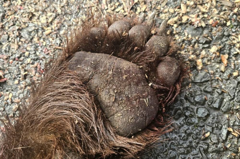 Juhokra támadó, visszatérő medvét lőttek ki Székelyudvarhelyen