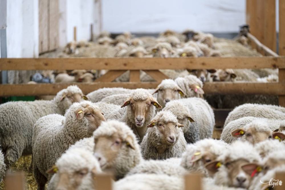 Brüsszel vakcinákkal segíti Romániát: a juhok és kecskék oltása nyomán az export is újraindulhat
