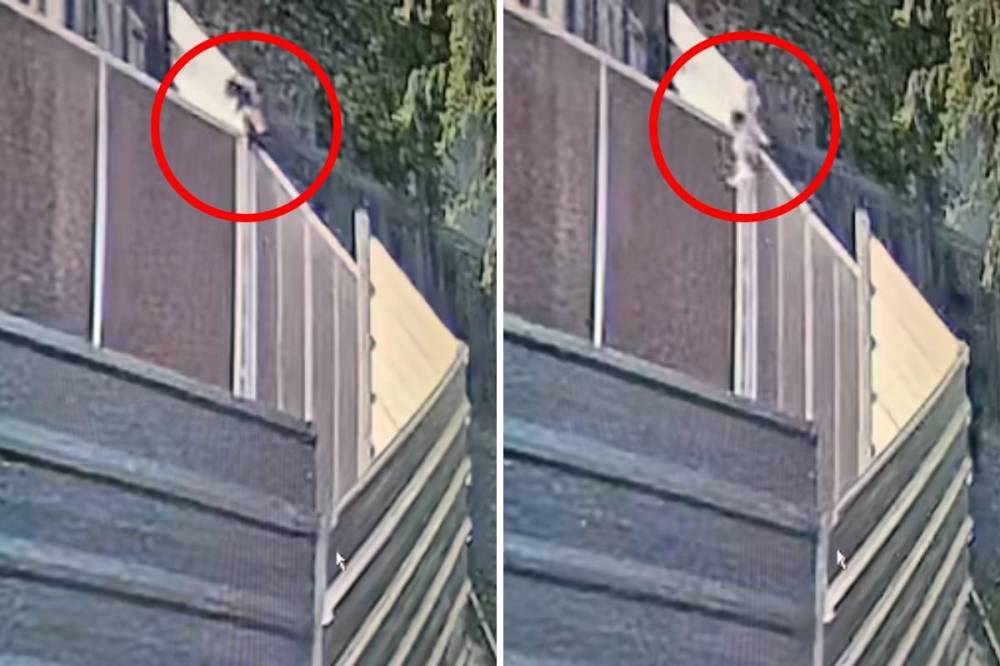 Keresik azt a két férfit, akik átdobtak a menhely kétméteres kerítésén két kutyakölyköt – videóval